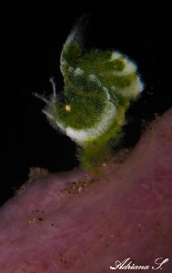 Tiny green beautie by Adriana Simeonova 